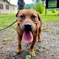 Thumbnail photo of Liverwurst #4