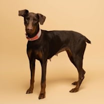 Thumbnail photo of Faith #3