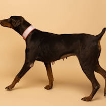 Thumbnail photo of Faith #4