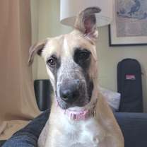 Thumbnail photo of LADY DOGIVA now COOKIE #1