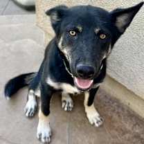 Thumbnail photo of Jaxson #2