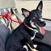 Thumbnail photo of Jaxson #3