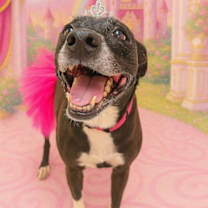 Thumbnail photo of Gracie #4