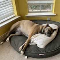 Thumbnail photo of Luna GDP #3