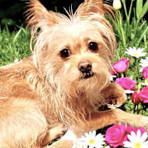 Thumbnail photo of ZIGGY #3