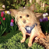 Thumbnail photo of ZIGGY #4