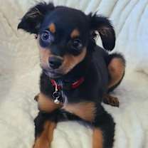 Thumbnail photo of Cha Cha #1