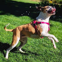 Thumbnail photo of Hadlee #4