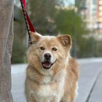 adopt-pet