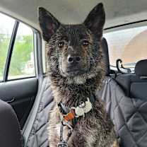 adopt-pet