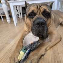 adopt-pet