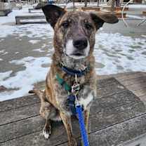 adopt-pet