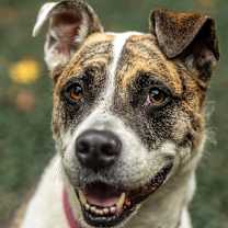 Thumbnail photo of Ricky Bobby (I have a Secret Crush!) #1