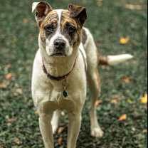 Thumbnail photo of Ricky Bobby (I have a Secret Crush!) #3