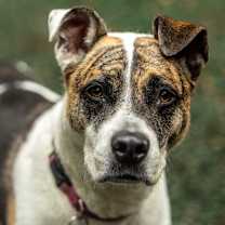 Thumbnail photo of Ricky Bobby (I have a Secret Crush!) #4