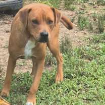 Thumbnail photo of Rose #2