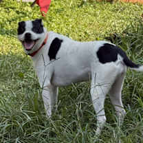 Thumbnail photo of Piper #2