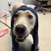 Thumbnail photo of Peanut Butter Baby #2