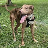 Thumbnail photo of Woody #2