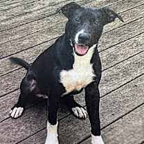 Thumbnail photo of Charisma 25 #1