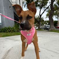 Thumbnail photo of Bentley #2