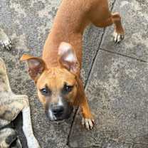 Thumbnail photo of Bentley #3