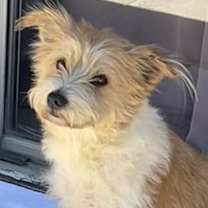 Thumbnail photo of Teddy #3