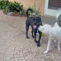 Thumbnail photo of Kipperoo #4