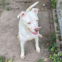 Thumbnail photo of Snowball #2