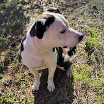 Thumbnail photo of Molly #2