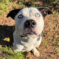 Thumbnail photo of Molly #3