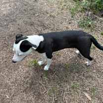 Thumbnail photo of Molly #4