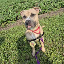 Thumbnail photo of Tusk #3