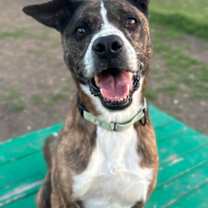 Thumbnail photo of Thor #1