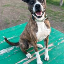 Thumbnail photo of Thor #2