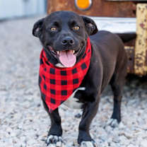 Thumbnail photo of Porkie - Diamond Dog #1