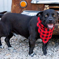 Thumbnail photo of Porkie - Diamond Dog #2