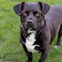 Thumbnail photo of Porkie - Diamond Dog #3