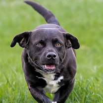 Thumbnail photo of Porkie - Diamond Dog #4