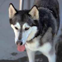 Thumbnail photo of Prancer #4