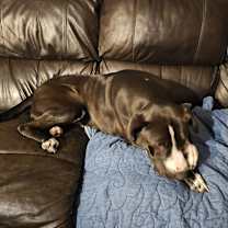 Thumbnail photo of Daisy #2