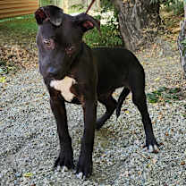 Thumbnail photo of Lola #2