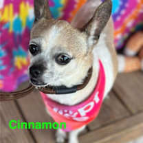 Thumbnail photo of Cinnamon #1