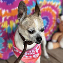 Thumbnail photo of Cinnamon #2