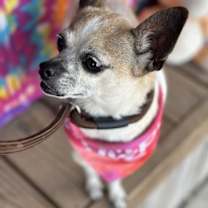 Thumbnail photo of Cinnamon #3