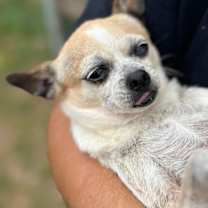 Thumbnail photo of Cinnamon #4