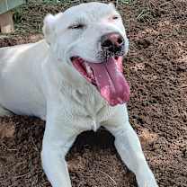 Thumbnail photo of Daisy #1