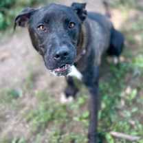Thumbnail photo of Zadie #2