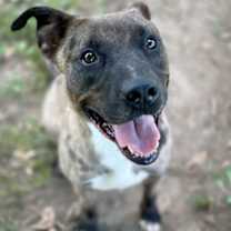 Thumbnail photo of Chocolate Chip #3