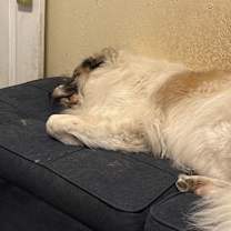 Thumbnail photo of Annie #4